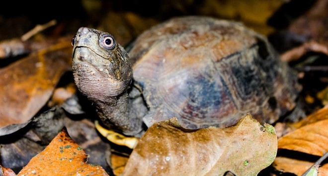 À Thua Thiên-Huê, 70 tortues capturées repartent dans la nature ảnh 1 À Thua Thiên-Huê, 70 tortues capturées repartent dans la nature ảnh 1