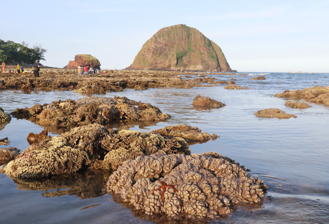 Nuages sous-marins - beauté des récifs coralliens de l'île de Hon Yen (Phu Yen) ảnh 4 Nuages sous-marins - beauté des récifs coralliens de l'île de Hon Yen (Phu Yen) ảnh 4