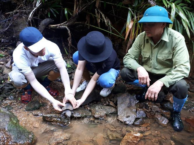 À Thua Thiên-Huê, 70 tortues capturées repartent dans la nature ảnh 2 À Thua Thiên-Huê, 70 tortues capturées repartent dans la nature ảnh 2