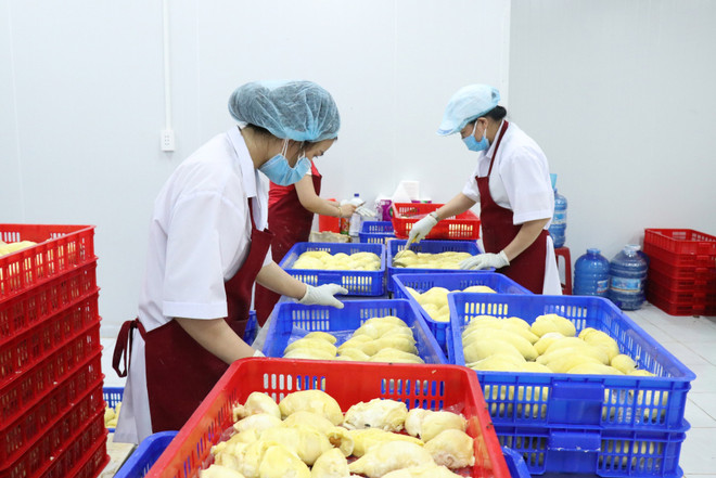 Bientôt la première édition du Festival du durian de Krong Pak ảnh 2 Bientôt la première édition du Festival du durian de Krong Pak ảnh 2