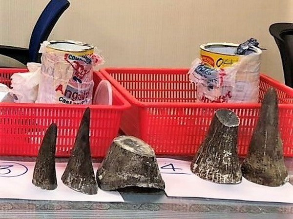 Saisie de cornes de rhinocéros à l’aéroport de Tan Son Nhat ảnh 1 Saisie de cornes de rhinocéros à l’aéroport de Tan Son Nhat ảnh 1