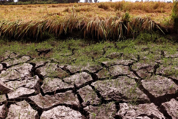 Le PNUD aide le delta du Mékong dans ses efforts de réponse à la sécheresse ảnh 1 Le PNUD aide le delta du Mékong dans ses efforts de réponse à la sécheresse ảnh 1
