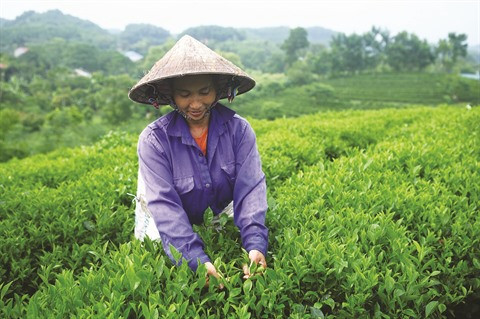 Le thé grand cru du village de Ven ảnh 1 Le thé grand cru du village de Ven ảnh 1