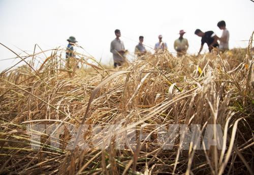 Le FVC accorde 30 M d’USD au Vietnam pour renforcer la résilience climatique ảnh 1 Le FVC accorde 30 M d’USD au Vietnam pour renforcer la résilience climatique ảnh 1