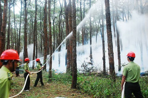 Dak Nong met l'accent sur la prévention des incendies à la saison sèche ảnh 1 Dak Nong met l'accent sur la prévention des incendies à la saison sèche ảnh 1