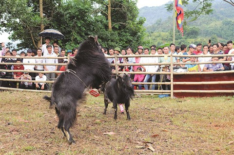 Les combats de boucs de Hoàng Su Phi ảnh 3 Les combats de boucs de Hoàng Su Phi ảnh 3