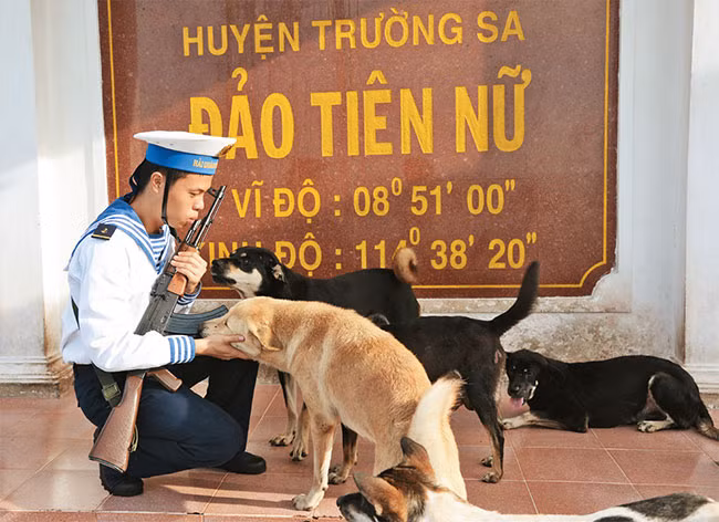 Des chiens sur l’archipel de Truong Sa ảnh 1