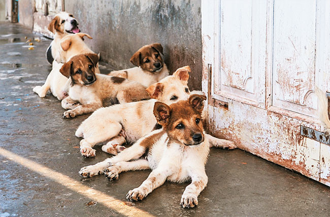 Des chiens sur l’archipel de Truong Sa ảnh 2 Des chiens sur l’archipel de Truong Sa ảnh 2