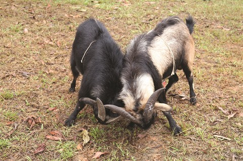 Les combats de boucs de Hoàng Su Phi ảnh 2 Les combats de boucs de Hoàng Su Phi ảnh 2