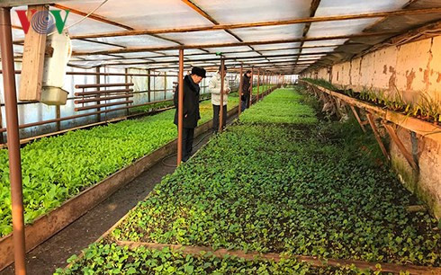 Tran Ngoc Tuan, un fermier vietnamien en Russie ảnh 2 Tran Ngoc Tuan, un fermier vietnamien en Russie ảnh 2