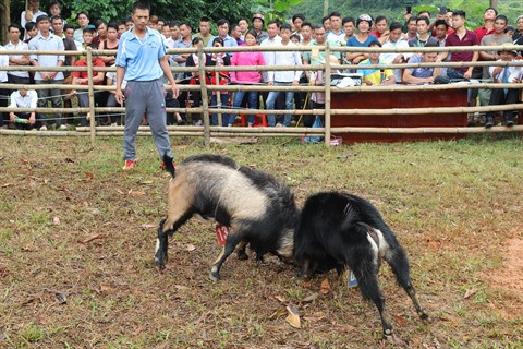 Les combats de boucs de Hoàng Su Phi ảnh 1 Les combats de boucs de Hoàng Su Phi ảnh 1