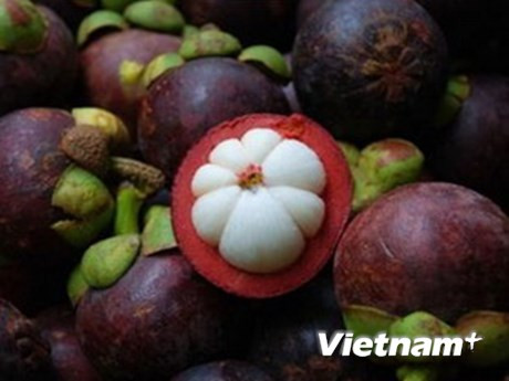 Les exportations de fruits et légumes en hausse de 10,3% en cinq mois ảnh 1 Les exportations de fruits et légumes en hausse de 10,3% en cinq mois ảnh 1