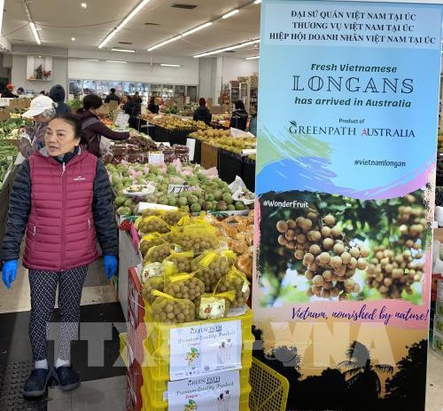 Une journée des longanes vietnamiens frais en Australie ảnh 1 Une journée des longanes vietnamiens frais en Australie ảnh 1