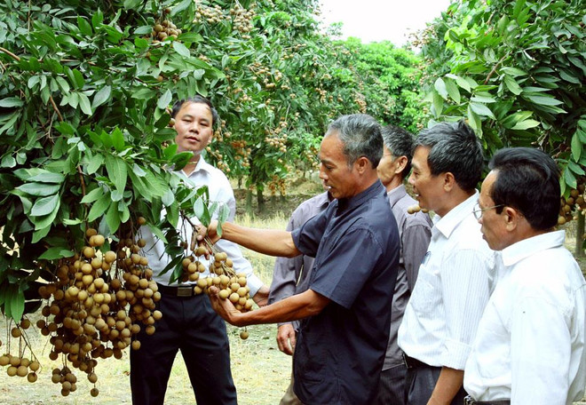 Hanoï accélère l’édification de marques protégées pour ses produits agricoles renommés ảnh 1 Hanoï accélère l’édification de marques protégées pour ses produits agricoles renommés ảnh 1