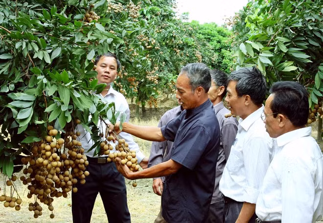 Hanoï accélère l’édification de marques protégées pour ses produits agricoles renommés ảnh 1