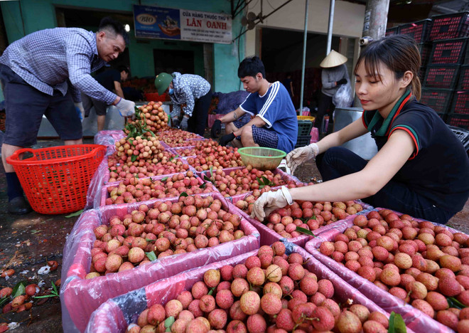 Bac Giang: De nombreuses entreprises se sont engagées à vendre des litchis du district de Tan Yen ảnh 1 Bac Giang: De nombreuses entreprises se sont engagées à vendre des litchis du district de Tan Yen ảnh 1
