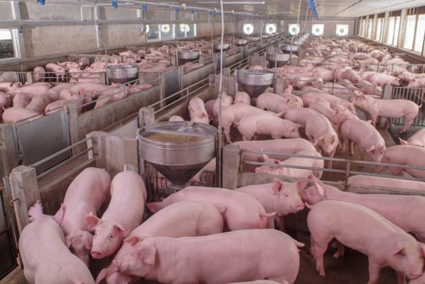 La Russie, premier fournisseur de porc au Vietnam ảnh 1 La Russie, premier fournisseur de porc au Vietnam ảnh 1
