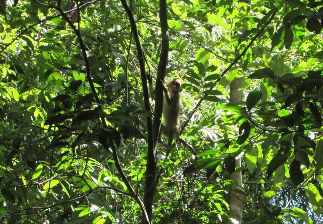 Binh Phuoc: quatre animaux sauvages relâchés dans le Parc national de Bu Gia Map ảnh 1 Binh Phuoc: quatre animaux sauvages relâchés dans le Parc national de Bu Gia Map ảnh 1