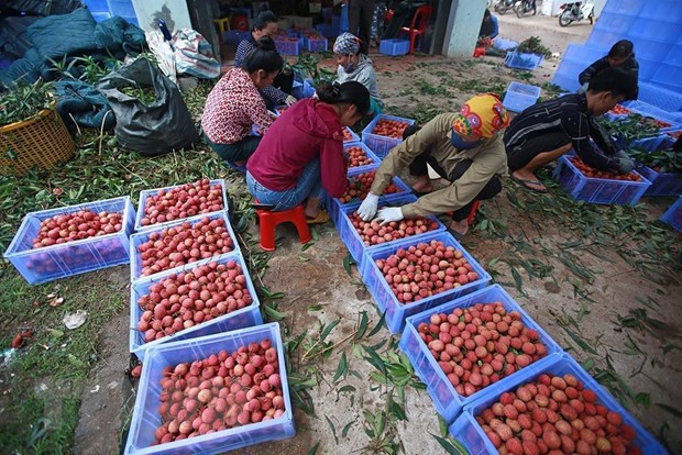 Bac Giang : le litchi de Luc Ngan obtient son indication géographique protégée au Japon ảnh 1 Bac Giang : le litchi de Luc Ngan obtient son indication géographique protégée au Japon ảnh 1
