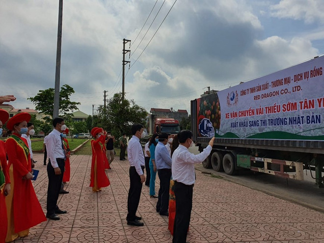Bac Giang: De nombreuses entreprises se sont engagées à vendre des litchis du district de Tan Yen ảnh 2 Bac Giang: De nombreuses entreprises se sont engagées à vendre des litchis du district de Tan Yen ảnh 2