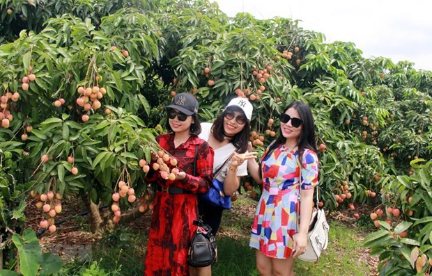 Bac Giang : le litchi de Luc Ngan obtient son indication géographique protégée au Japon ảnh 2 Bac Giang : le litchi de Luc Ngan obtient son indication géographique protégée au Japon ảnh 2
