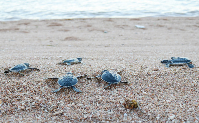 Parc national de Con Dao: Près de 123.000 bébés tortues relâchés dans la mer ảnh 1 Parc national de Con Dao: Près de 123.000 bébés tortues relâchés dans la mer ảnh 1