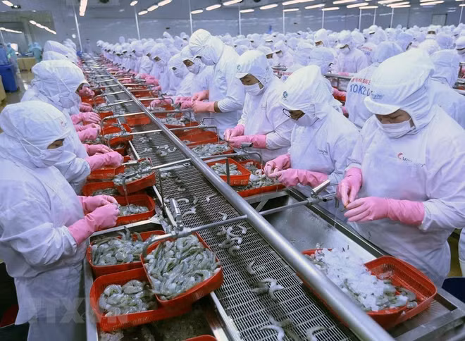 Fort rebond des exportations de produits aquatiques vers la Russie ảnh 1 Fort rebond des exportations de produits aquatiques vers la Russie ảnh 1