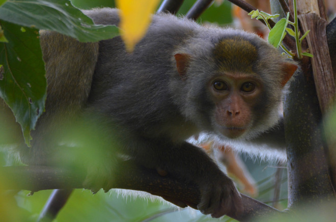 Films documentaires sur la biodiversité et le bien-être animal projetés à Hanoï ảnh 2 Films documentaires sur la biodiversité et le bien-être animal projetés à Hanoï ảnh 2