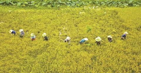 Développement durable, passer à la vitesse supérieure ảnh 2 Développement durable, passer à la vitesse supérieure ảnh 2