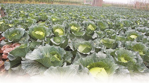 Gastronomie : Petite histoire de chou au Vietnam ảnh 2 Gastronomie : Petite histoire de chou au Vietnam ảnh 2