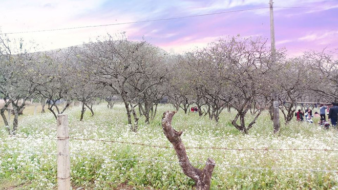 Son La accueille plus de 2 millions de touristes en 2018 ảnh 1