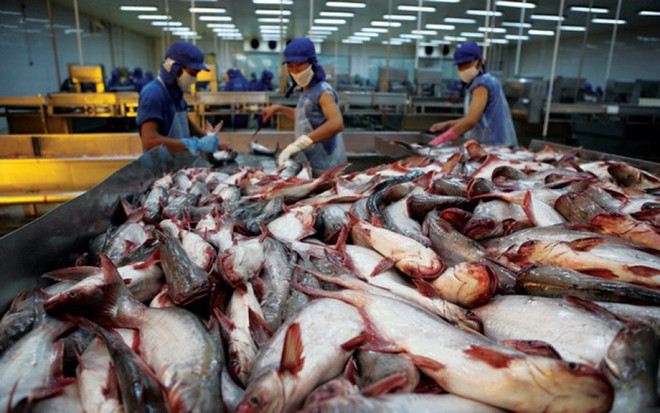 La Chine, un marché prometteur pour les poissons tra du Vietnam ảnh 1 La Chine, un marché prometteur pour les poissons tra du Vietnam ảnh 1
