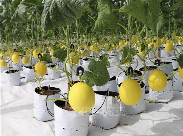 Ninh Thuan promeut l'application des sciences et technologies dans la production agricole ảnh 1 Ninh Thuan promeut l'application des sciences et technologies dans la production agricole ảnh 1