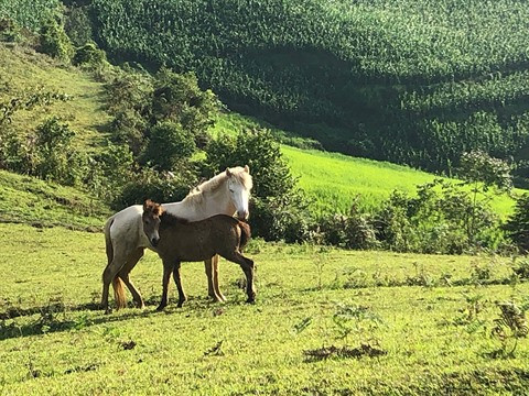 Nord-Ouest: La belle saison de Lào Cai arrive ảnh 2 Nord-Ouest: La belle saison de Lào Cai arrive ảnh 2