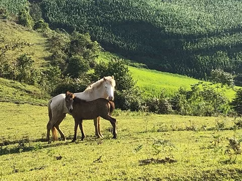 Nord-Ouest: La belle saison de Lào Cai arrive ảnh 2