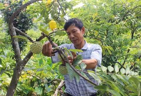 Vinh Phuc : cultiver les pommes-cannelle pour sortir de la pauvreté ảnh 1