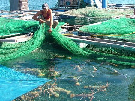 Aquaculture: un projet de 30 millions de dollars autorisé à Kiên Giang ảnh 1