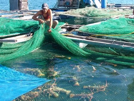Aquaculture: un projet de 30 millions de dollars autorisé à Kiên Giang ảnh 1 Aquaculture: un projet de 30 millions de dollars autorisé à Kiên Giang ảnh 1