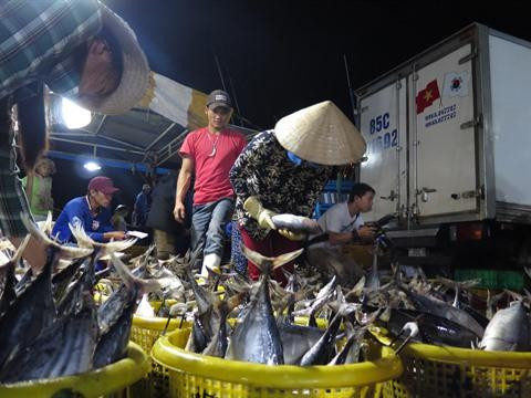 Les exportations de thon vietnamien continuent de croître ảnh 1 Les exportations de thon vietnamien continuent de croître ảnh 1