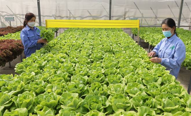 Construire les maillons de la chaîne en agriculture biologique ảnh 2