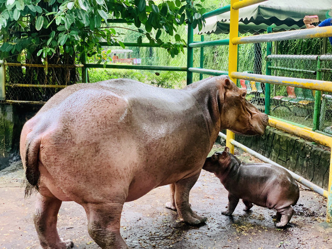 Hô Chi Minh-Ville: une femelle hippopotame a donné naissance à un adorable bébé ảnh 1 Hô Chi Minh-Ville: une femelle hippopotame a donné naissance à un adorable bébé ảnh 1