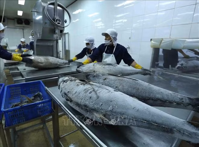 Les fluctuations économiques affectent les exportations de thons ảnh 1