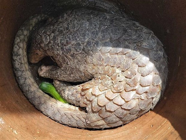 Un pangolin sauvage sera remis au parc national U Minh Ha ảnh 1 Un pangolin sauvage sera remis au parc national U Minh Ha ảnh 1