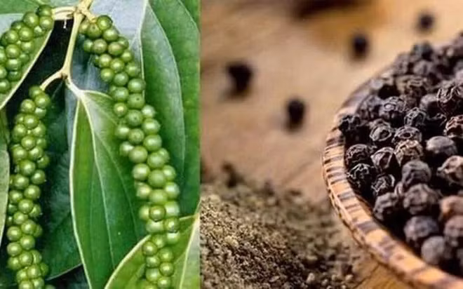 Télégramme du PM sur le soutien aux exportateurs de poivre vers les EAU ảnh 1