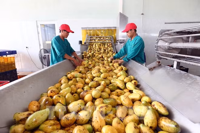 Croissance impressionnante des exportations de principaux produits agricoles vers l'UE ảnh 2
