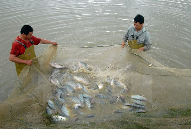 Les exportations du tilapia présentent de belles perspectives ảnh 1 Les exportations du tilapia présentent de belles perspectives ảnh 1