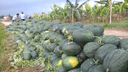 Bond des exportations nationales en Chine depuis janvier ảnh 1