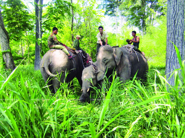 Aide internationale pour la protection des éléphants à Dak Lak ảnh 1 Aide internationale pour la protection des éléphants à Dak Lak ảnh 1