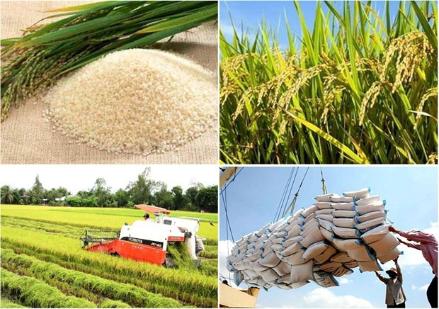 La filière riz a besoin d’une chaîne d’approvisionnement plus solide ảnh 1 La filière riz a besoin d’une chaîne d’approvisionnement plus solide ảnh 1