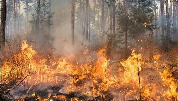 La Thaïlande fait des efforts supplémentaires pour lutter contre les incendies de forêt ảnh 1 La Thaïlande fait des efforts supplémentaires pour lutter contre les incendies de forêt ảnh 1